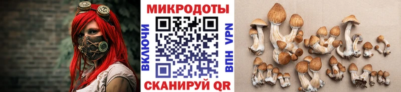 где можно купить   Кизляр  Галлюциногенные грибы Psilocybine cubensis 